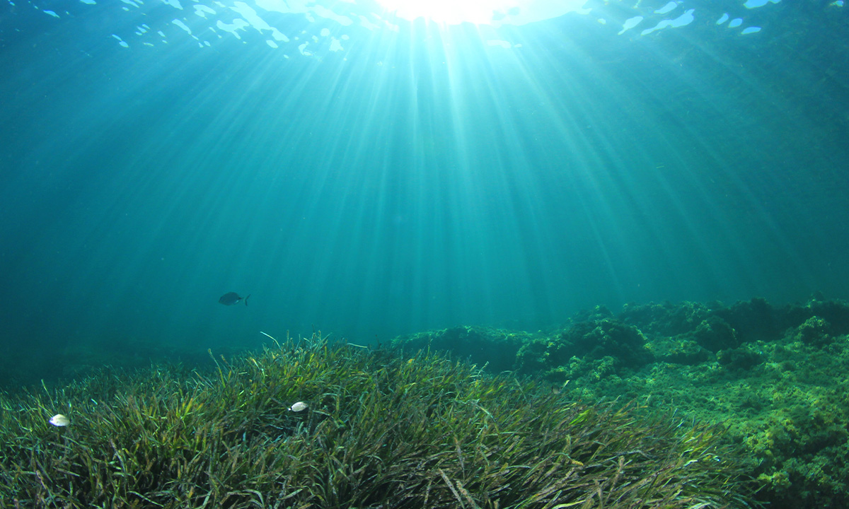 海底の水草や生き物が生育・生息しやすい海底地形をつくります